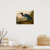 Blue Crane Heron Audubon Painting Poster (Keuken)