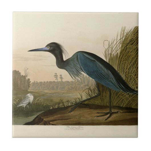 Blue Crane Heron Audubon Painting Tegeltje (Voorkant)