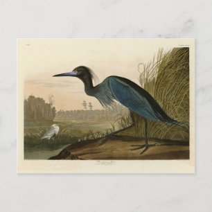 Blue Crane, Heron, van Audubon's Birds of America Briefkaart