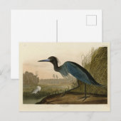 Blue Crane, Heron, van Audubon's Birds of America Briefkaart (Voorkant / Achterkant)