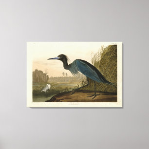 Blue Crane, Heron, van Audubon's Birds of America Canvas Afdruk