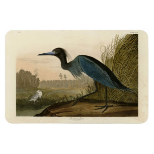 Blue Crane, Heron, van Audubon's Birds of America Magneet