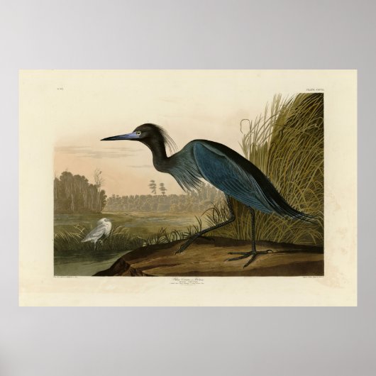 Blue Crane, Heron, van Audubon's Birds of America Poster (Voorkant)