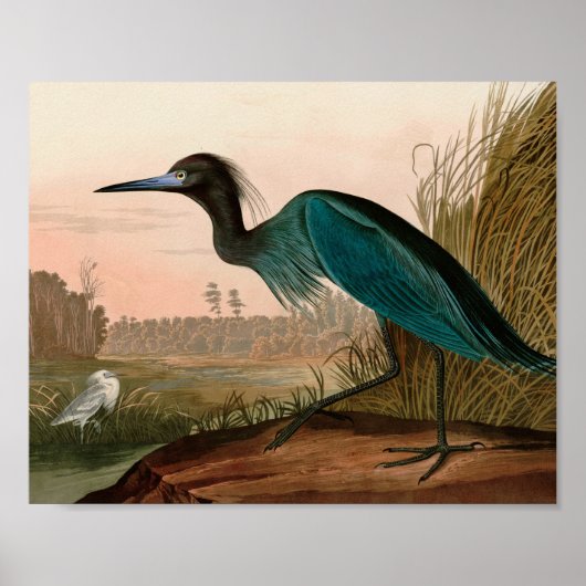 Blue Crane of Heron Birds of America Audubon Print (Voorkant)