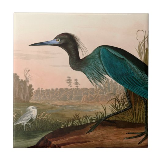 Blue Crane of Heron Birds of America Audubon Print Tegeltje (Voorkant)