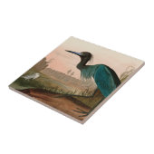 Blue Crane of Heron Birds of America Audubon Print Tegeltje (Zijkant)