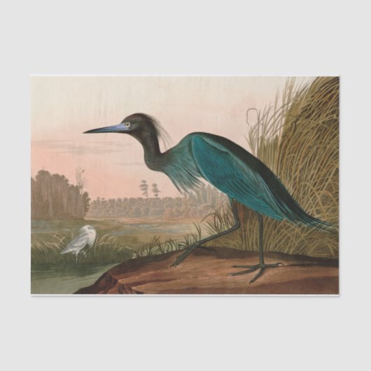 Blue Crane of Heron Birds of America Audubon Print Tissuepapier (Voorkant)