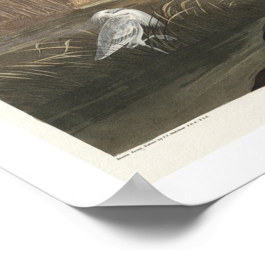 Blue Crane of Heron door Poster van Audubon (Hoek)