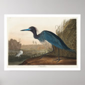 Blue Crane of Heron door Poster van Audubon (Voorkant)