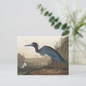 Blue Crane of Heron uit Amerikaanse vogels Briefkaart (Staand voorkant)