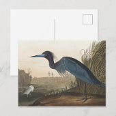 Blue Crane of Heron uit Amerikaanse vogels Briefkaart (Voorkant / Achterkant)
