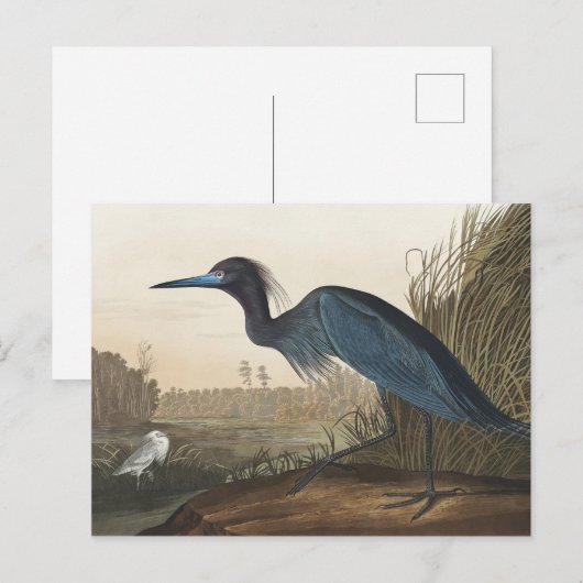 Blue Crane of Heron uit Amerikaanse vogels Briefkaart (Voorkant / Achterkant)