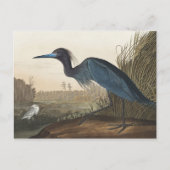 Blue Crane of Heron uit Amerikaanse vogels Briefkaart (Voorkant)
