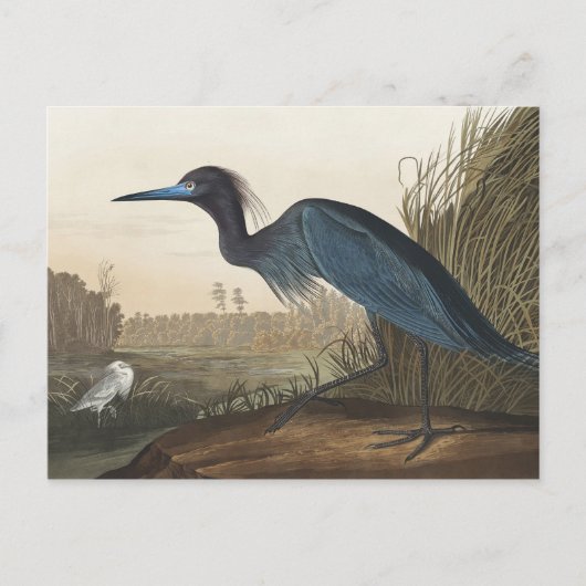 Blue Crane of Heron uit Amerikaanse vogels Briefkaart (Voorkant)
