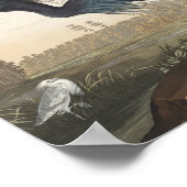 Blue Crane of Heron uit Amerikaanse vogels Poster (Hoek)