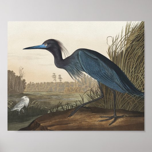 Blue Crane of Heron uit Amerikaanse vogels Poster (Voorkant)