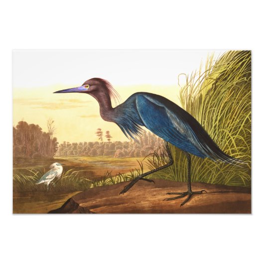 Blue Crane of Heron van John James Audubon Foto Afdruk (Voorkant)