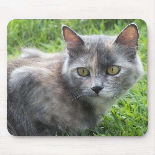 Blue Cream - Tortie Kat Muismat (Voorkant)