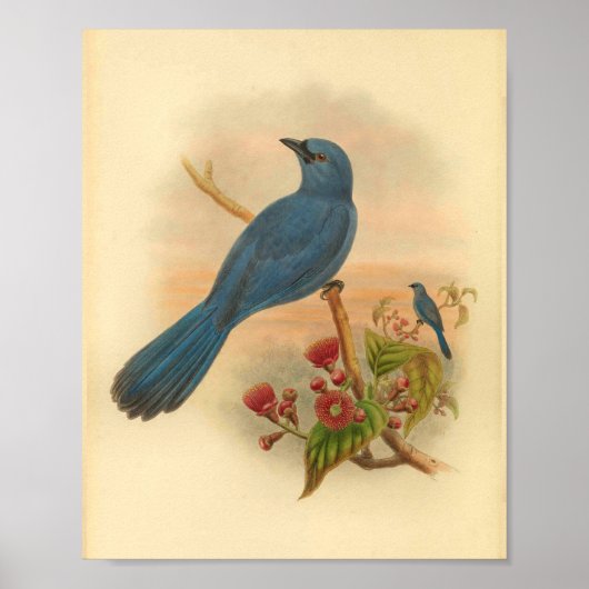 Blue Cuckoo Shrike Bird  Print Red Flowers (Voorkant)