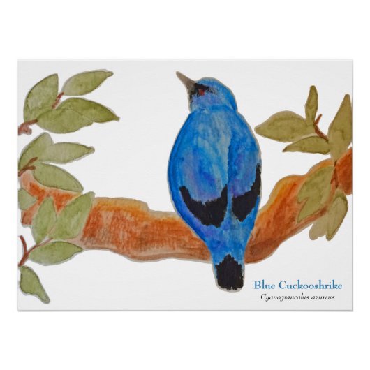 Blue Cuckooshrike op tak Waterverf Vogel Perfect Poster (Voorkant)