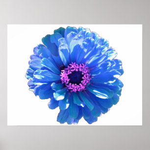 Blue daisy blue floral photo poster