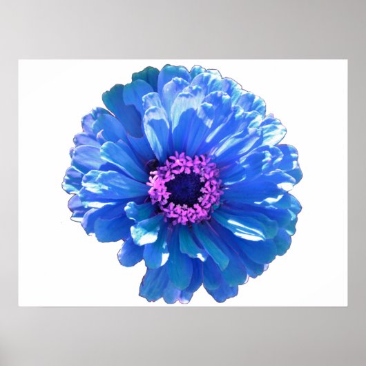 Blue daisy blue floral photo  poster (Voorkant)
