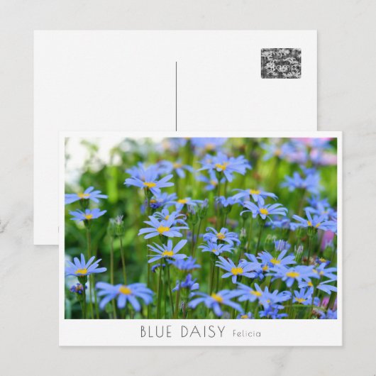 Blue Daisy Briefkaart (Voorkant / Achterkant)