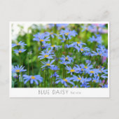 Blue Daisy Briefkaart (Voorkant)