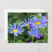 Blue Daisy [Briefkaart] Briefkaart (Voorkant / Achterkant)