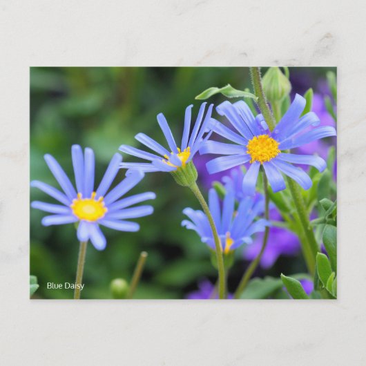 Blue Daisy [Briefkaart] Briefkaart (Voorkant)