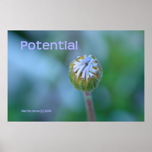 Blue Daisy Bud Photo Print/Poster - "Potentieel" Poster (Voorkant)