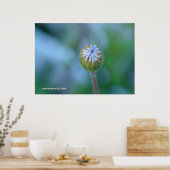 Blue Daisy Bud Poster (Keuken)