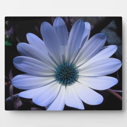 Blue Daisy Flower Plaque Fotoplaat (Voorkant)