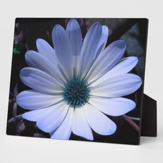 Blue Daisy Flower Plaque Fotoplaat (Zijkant)