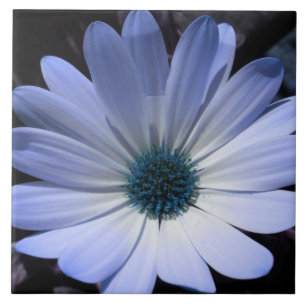 Blue Daisy Flower Tegel Tegeltje