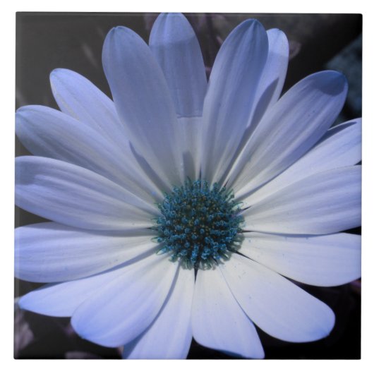 Blue Daisy Flower Tegel Tegeltje (Voorkant)