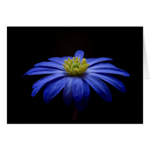 Blue Daisy Gerbera Flower op een zwarte achtergron