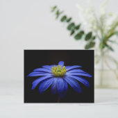 Blue Daisy Gerbera Flower op een zwarte achtergron Briefkaart (Staand voorkant)