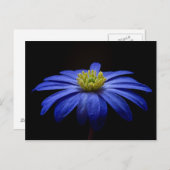 Blue Daisy Gerbera Flower op een zwarte achtergron Briefkaart (Voorkant / Achterkant)
