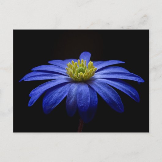 Blue Daisy Gerbera Flower op een zwarte achtergron Briefkaart (Voorkant)