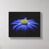 Blue Daisy Gerbera Flower op een zwarte achtergron Canvas Afdruk (Voorkant)