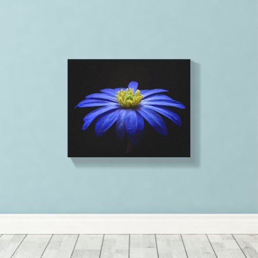 Blue Daisy Gerbera Flower op een zwarte achtergron Canvas Afdruk (Insitu (Houten vloer))