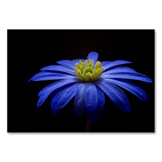 Blue Daisy Gerbera Flower op een zwarte achtergron Kaart (Voorkant)