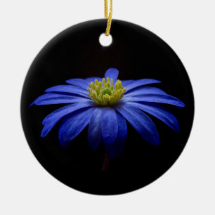 Blue Daisy Gerbera Flower op een zwarte achtergron Keramisch Ornament