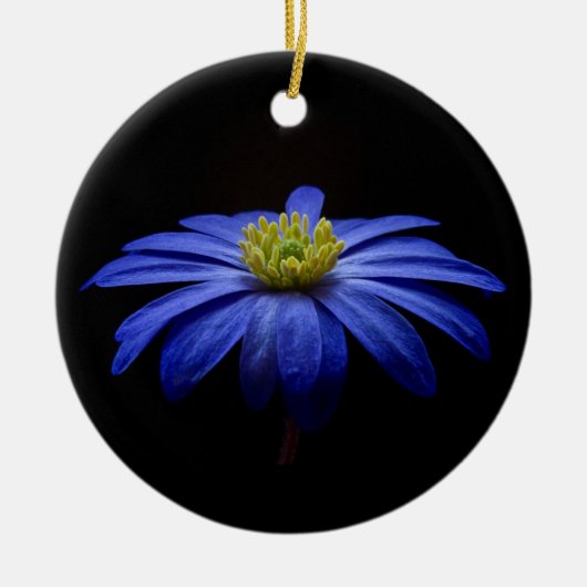 Blue Daisy Gerbera Flower op een zwarte achtergron Keramisch Ornament (Voorkant)