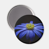 Blue Daisy Gerbera Flower op een zwarte achtergron Magneet (Voorkant / Achterkant)