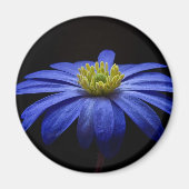 Blue Daisy Gerbera Flower op een zwarte achtergron Magneet (Voorkant)