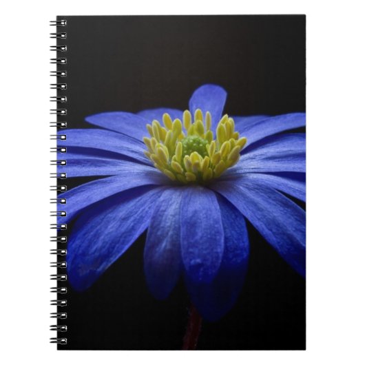Blue Daisy Gerbera Flower op een zwarte achtergron Notitieboek (Voorkant)
