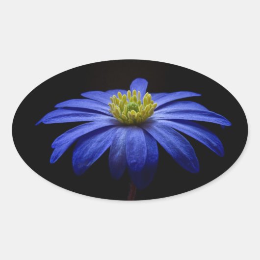 Blue Daisy Gerbera Flower op een zwarte achtergron Ovale Sticker (Voorkant)