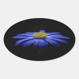 Blue Daisy Gerbera Flower op een zwarte achtergron Ovale Sticker